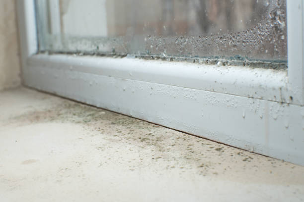 Best Residential Mold Remediation in USA